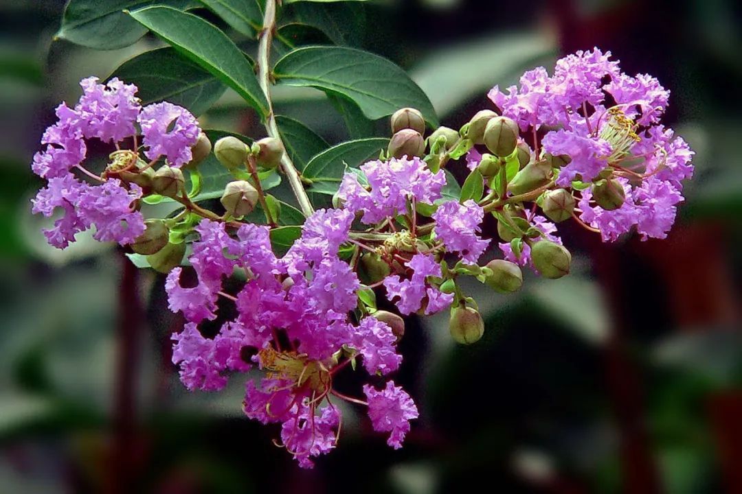 紫薇花开正艳,快来打卡!_新浪财经_新浪网