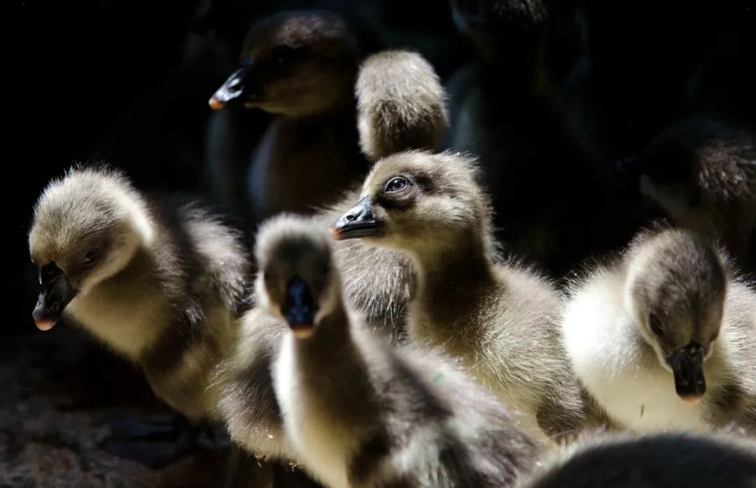 清远乌鬃鹅幼苗.清远日报签约摄影师 黄昱茜 摄
