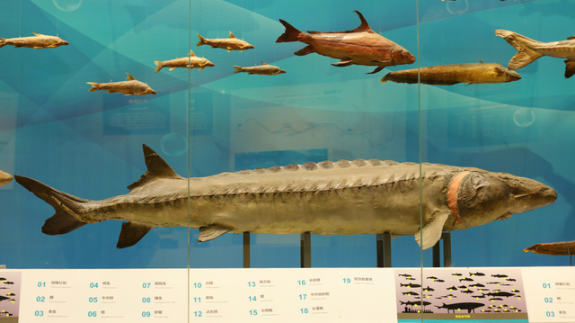 (重庆自然博物馆中华鲟标本——王龙摄)