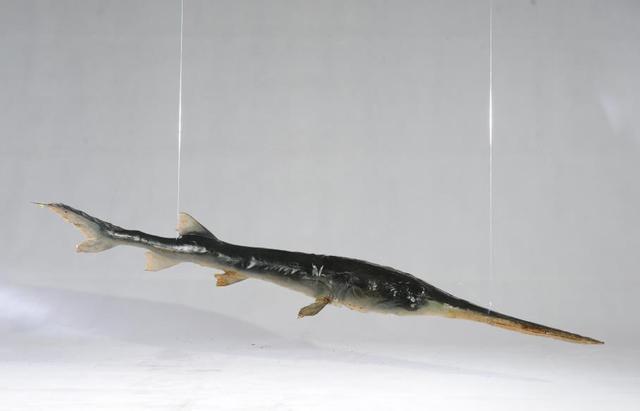 夜雨丨郑劲松:致白鲟_新浪财经_新浪网