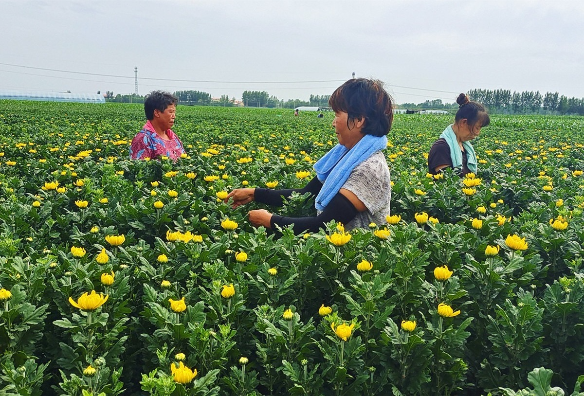 東陶沈村花卉規模種植基地工人正在對金善菊進行打瘋杈