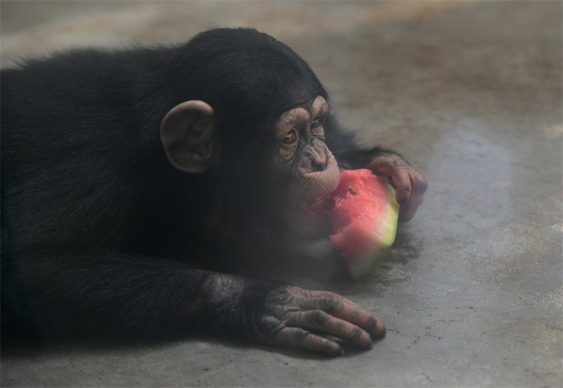 7月24日,石家庄市动物园的猩猩在吃西瓜.新华社发(陈其保 摄)