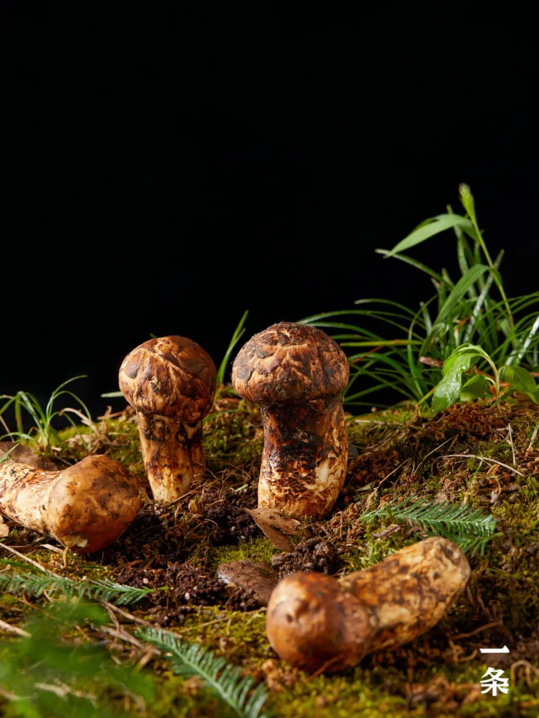 海拔2000米以上的野生鲜松茸当季现采冷链送到家