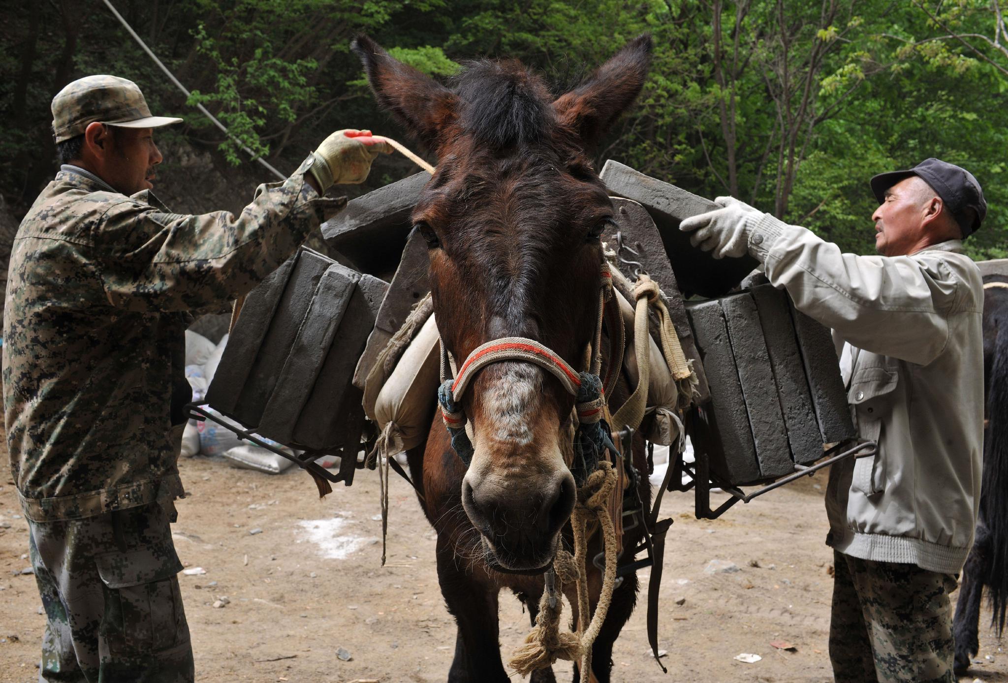 2017年5月4日,箭扣长城修缮工地料场,驮队的马夫们正在往骡子背上捆绑