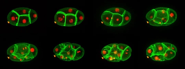 生命不息，变化不止。图为线虫胚胎早期细胞几次分裂过程。课题组供图