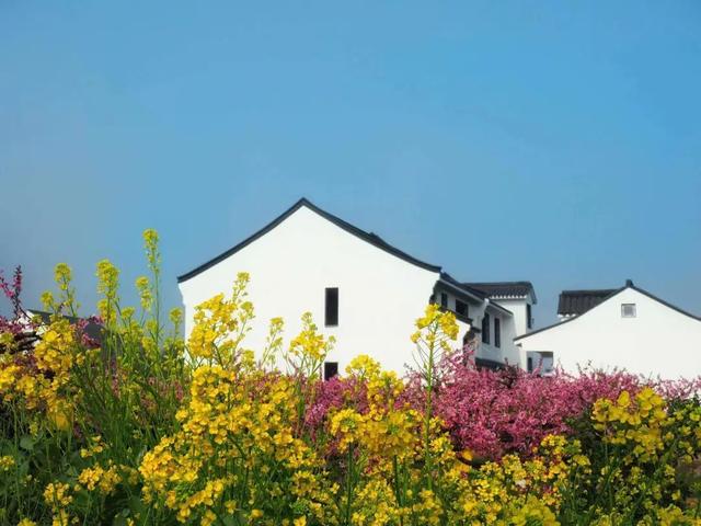 奉贤的乡村有多美?看看奉贤摄影人镜头下的乡村振兴美照