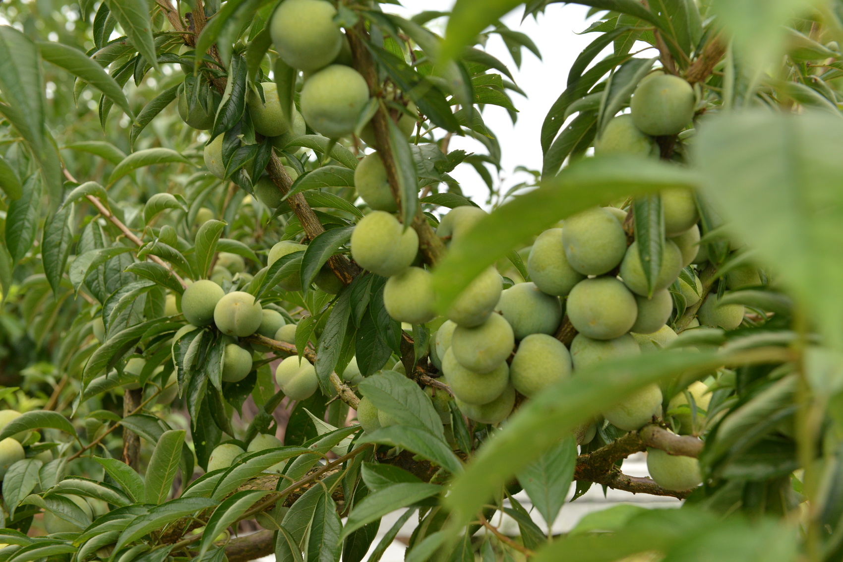 快递上山 这里的脆李卖出"亿元村"|李平_新浪财经_新浪网