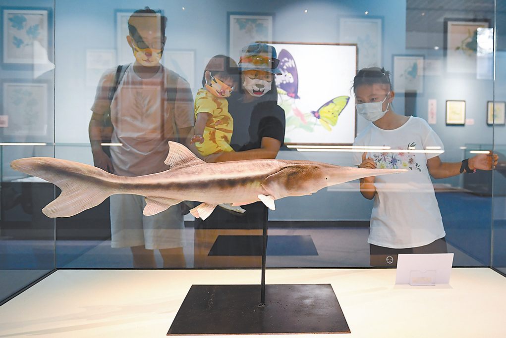 6月18日,观众在北京自然博物馆参观白鲟标本.(ic photo)