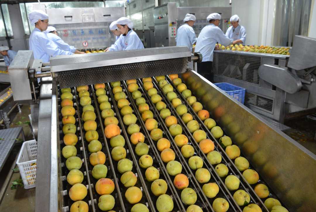 华泉食品公司车间内,工人正在筛选优质黄桃进行加工.李明发摄