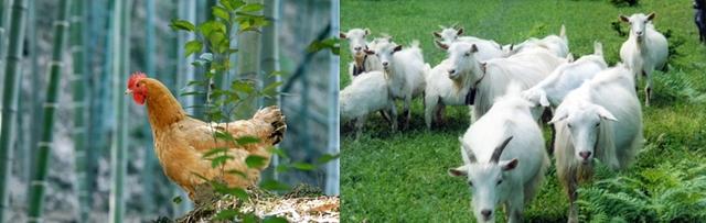 //图12 安吉竹林鸡、崇明白山羊