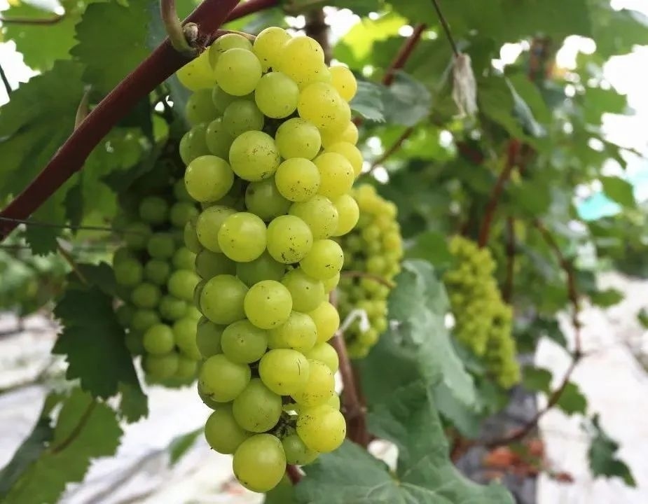 别错过金山这里的葡萄熟啦酸酸甜甜太心动附福利