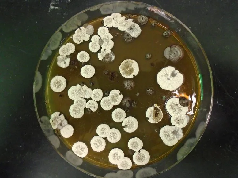 和石油说拜拜 美科学家 让细菌吃点东西就能产生替代航空燃料