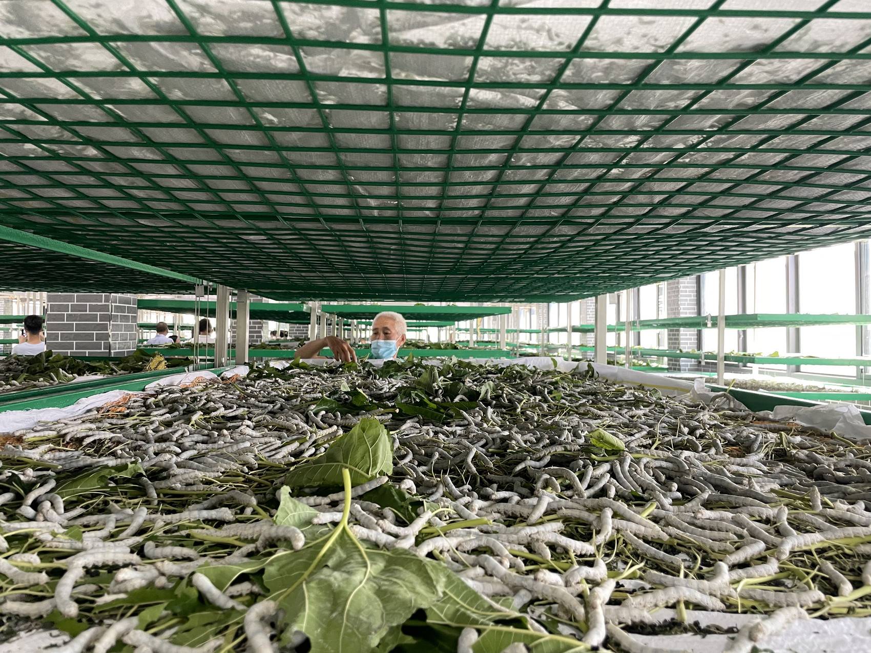 武胜县桑蚕现代农业园区养蚕大棚内,工人喂蚕.邓林灵 摄