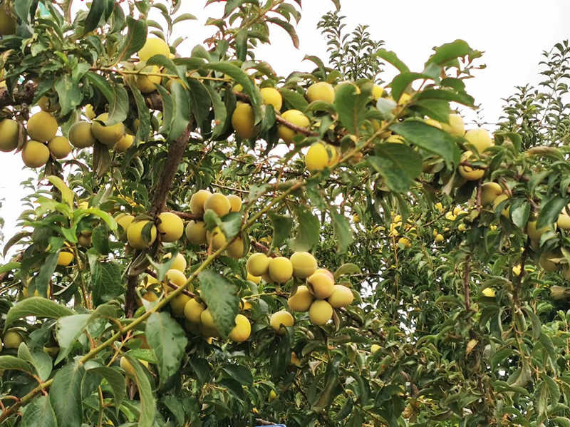 (硕果累累的玉皇李)