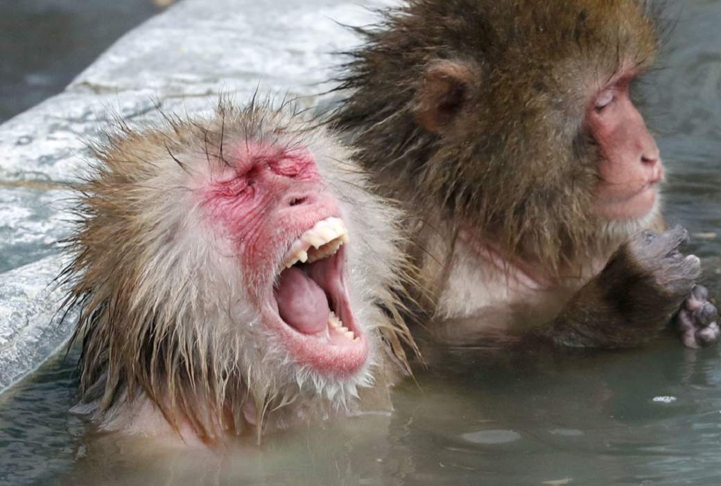 罕见日本野猴罕见频繁攻击人类45人受伤