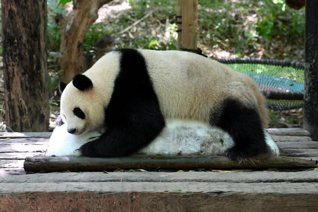 生活在长隆野生动物世界内的大熊猫“隆隆”趴在冰块上消暑。图/中新图片