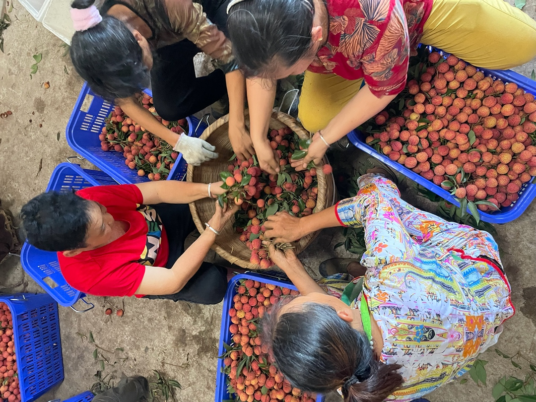 新消费主张 | “日啖荔枝”也看产地和时令 这份挑荔枝指南请收好 | 封面天天见