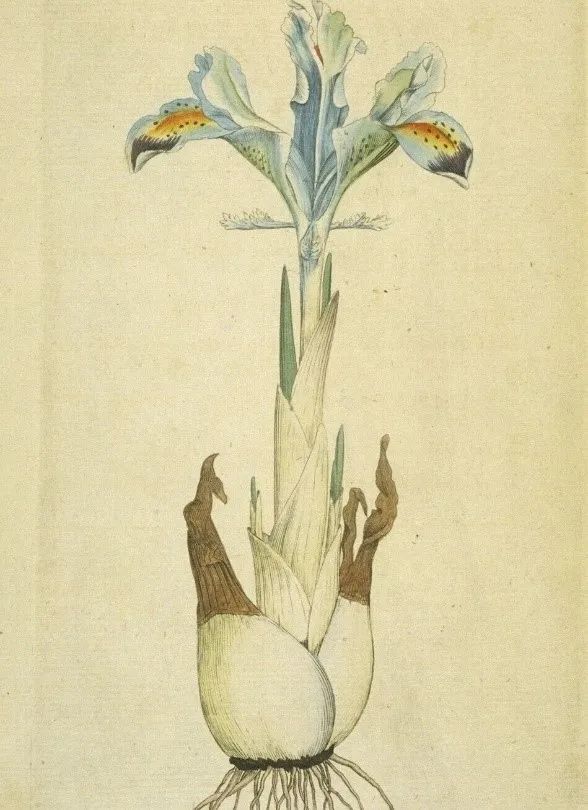 手绘球根鸢尾(图片来自网络)