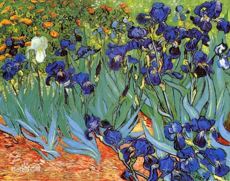 植物手绘笔记:鸢尾二三事丨花花万物|梵高_新浪财经_新浪网