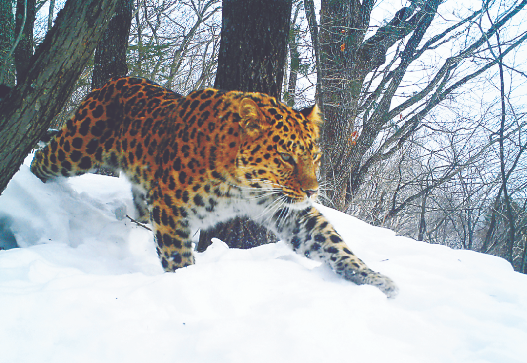 东北虎豹国家公园野生东北虎50只东北豹60只