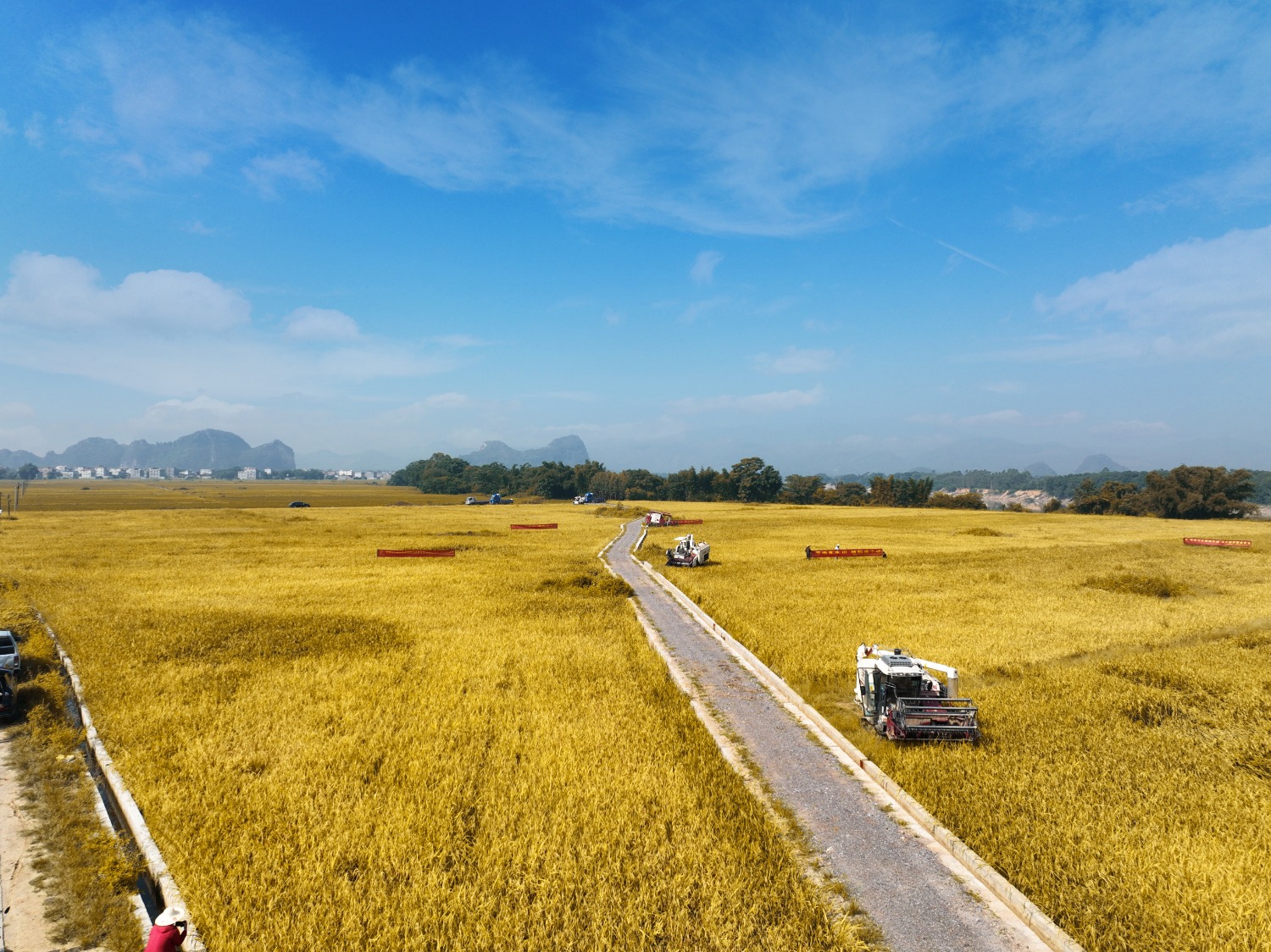 广西农投:千亩水稻喜丰收 颗粒归仓抢收忙|广西_新浪财经_新浪网