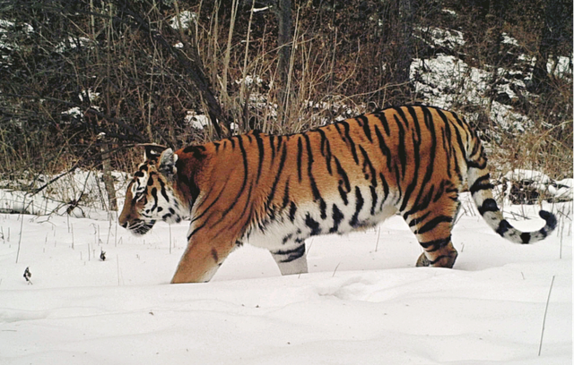 雪地里行走的雌性东北虎.李东伟/摄(《中国大猫》内页插图)