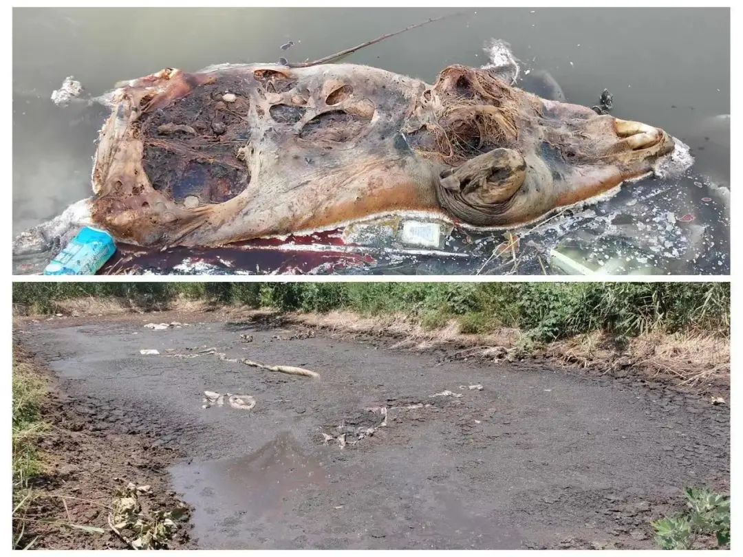 督察组集中通报4个典型案例|农村_新浪财经_新浪网