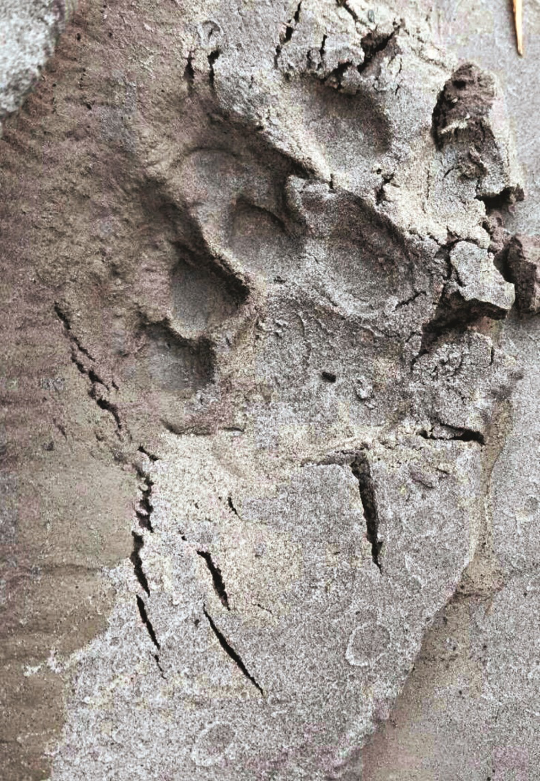 这是一只为14亿人所牵挂的老虎的故事丨2022年世界老虎日