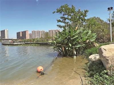 波光粼粼的庄市同心湖