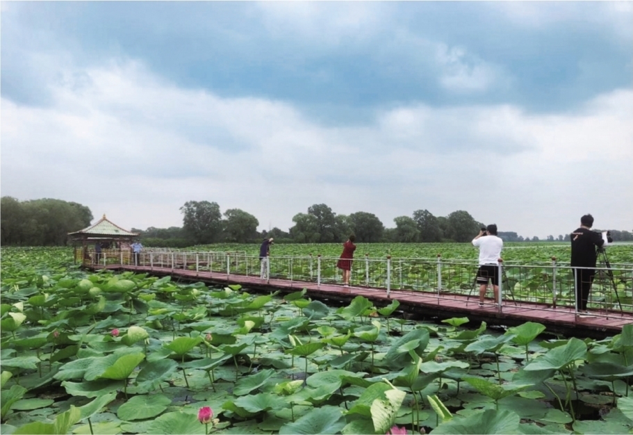 中国新民第二十一届荷花旅游文化节盛大启幕，4000亩天然荷花竞相开放。辽沈晚报记者 王琳 摄