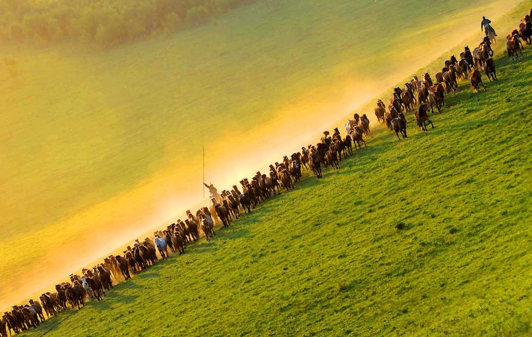 大美中国美丽草原马儿跑