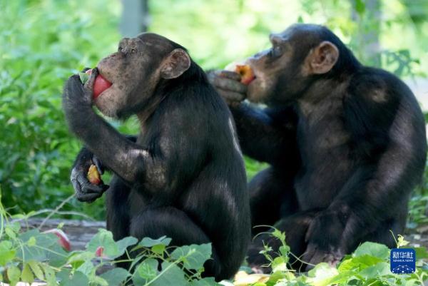 7月14日,在北京动物园猩猩馆,黑猩猩在吃水果.