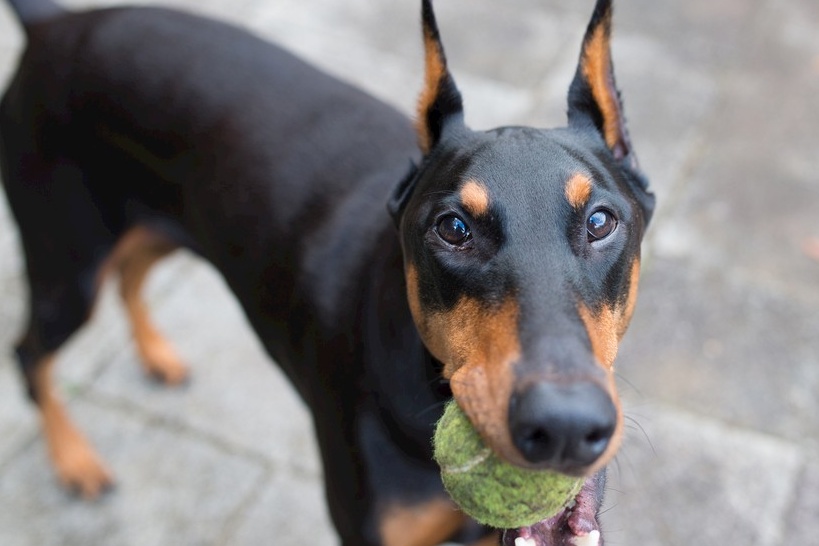 这只狗真难看,棕黄色,尖嘴脸,那样子就不讨人喜欢.