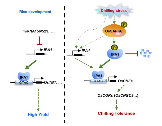图：OsSAPK6-IPA1-OsCBF介导的水稻冷胁迫响应调控机制