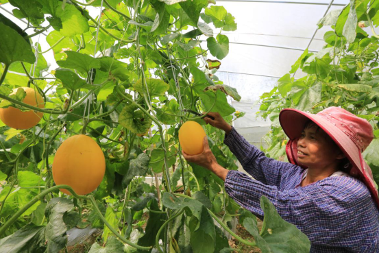 公平乡田心村村民摘甜瓜准备外销.阳宁红/摄
