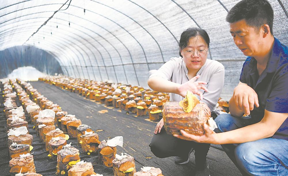 技术人员在金寨县吴家店镇吴畈"药光"互补产业基地的大棚里查看桑黄