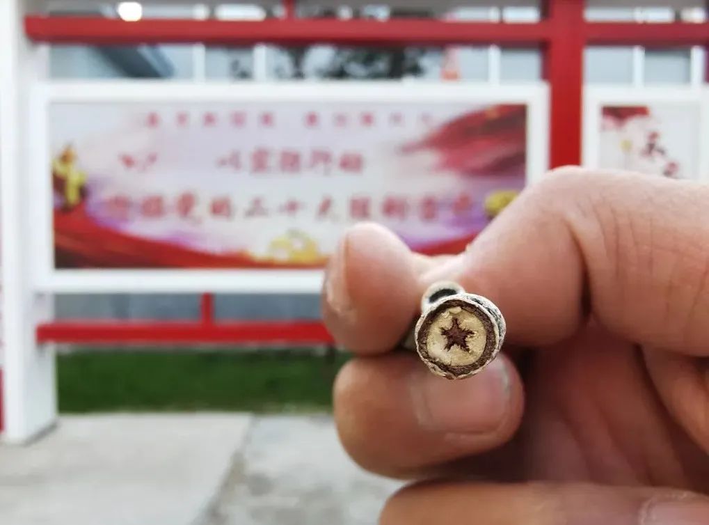 清晰的五角星图案横截面会出现一个掰开杨树树枝有一棵高大挺拔的杨树