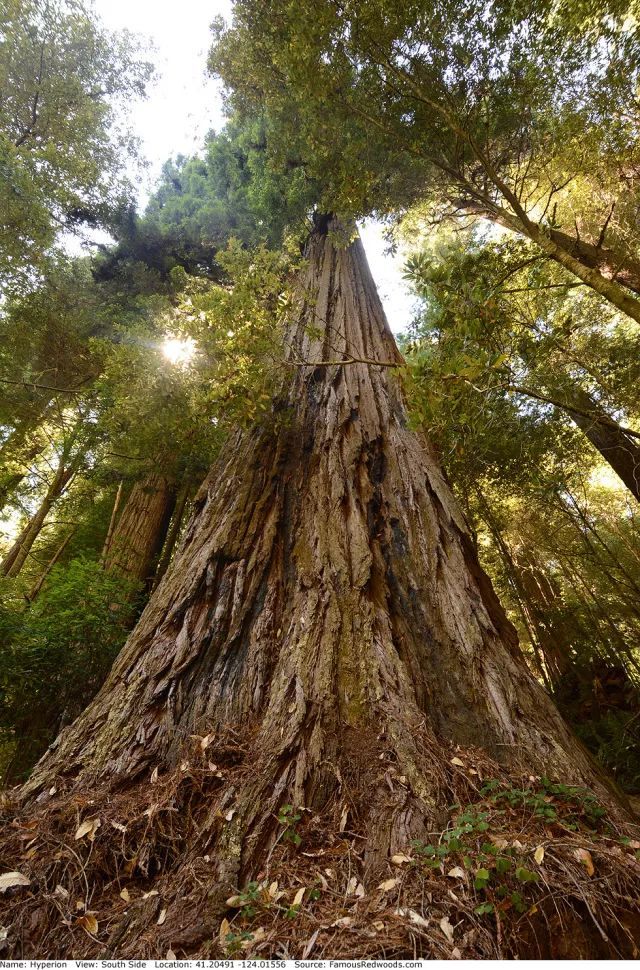 “亥伯龙神”的北美红杉 资料图