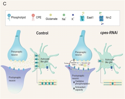 神经胶质特异性cpes敲除下异常突触前谷氨酸信号传导的示意图模型 作者供图