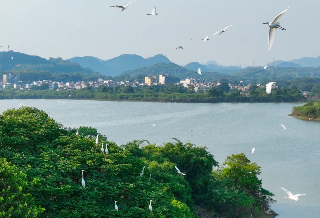 2022年7月26日,英德市东华镇八角塘村,鹭鸟归巢.