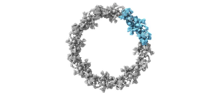 AlphaFold 协助预测的核孔蛋白组成的胞质环 图片来源：DOI: 10.1126/science.abm9326