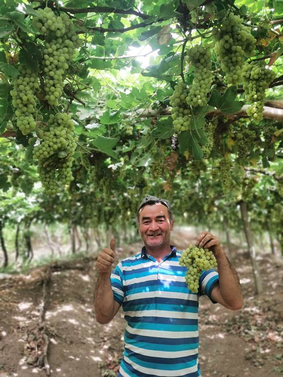 图说：盒马村里种出的无核白葡萄，维吾尔族农户对品质信心满满。