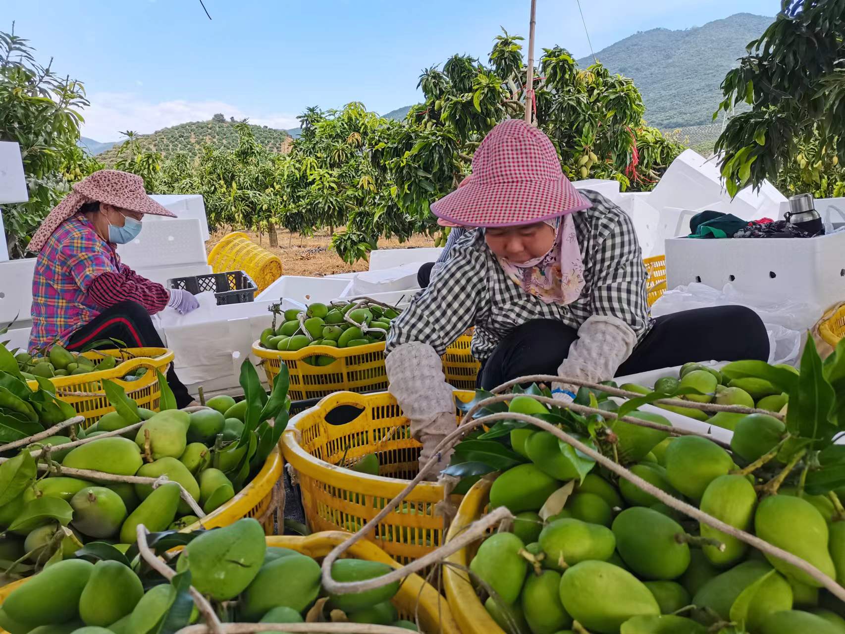 海南省农业农村厅厅长何琼妹表示:"近年来,海南立足热带气候,资源禀赋