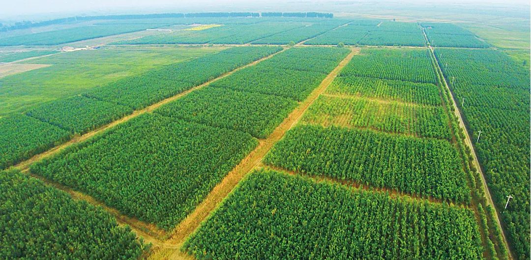 山东东营:改良盐碱地 还绿黄河岸 | 大美中国·i自然|山东省_新浪财经