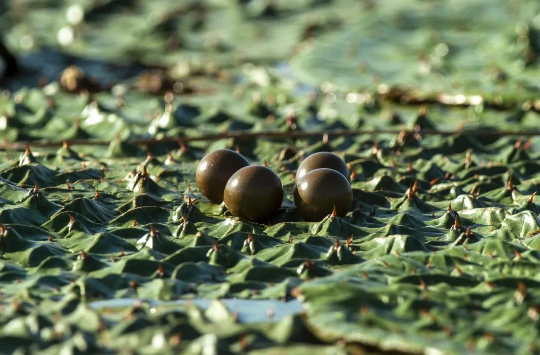 2022年7月20日,白洋淀水域,四枚水雉蛋在芡实上.河北日报记者李东宇摄