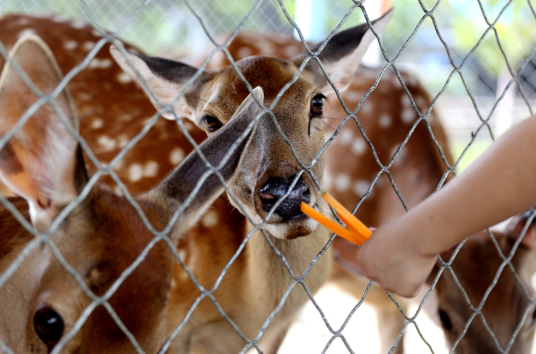 炎炎夏日动物降温有妙招