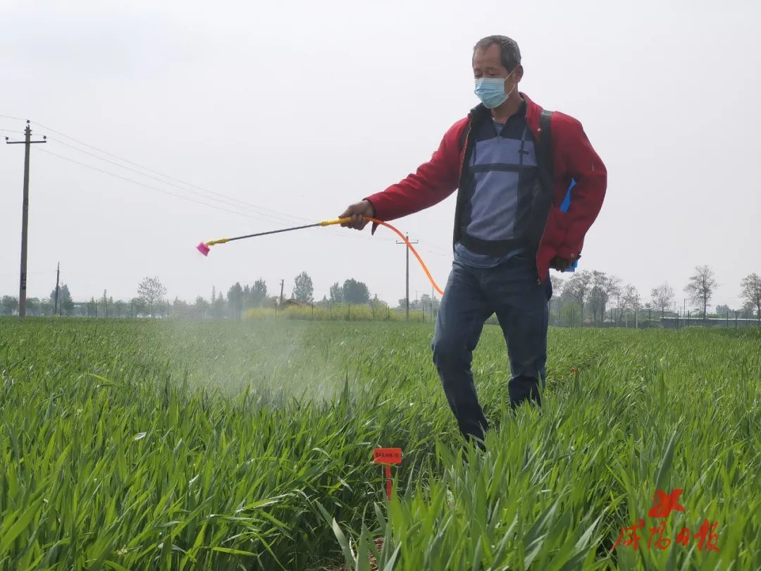 陕西高标准农田建设筑牢现代农业根基