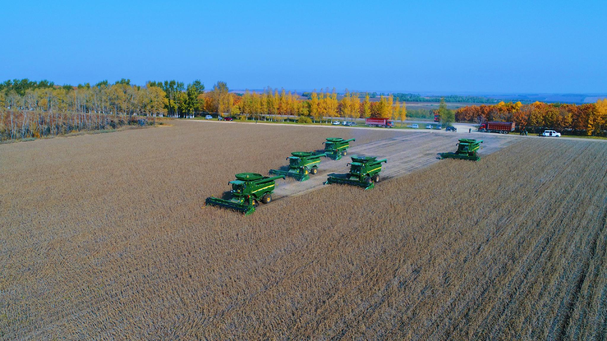 大西江农场有限公司2021年大豆收获