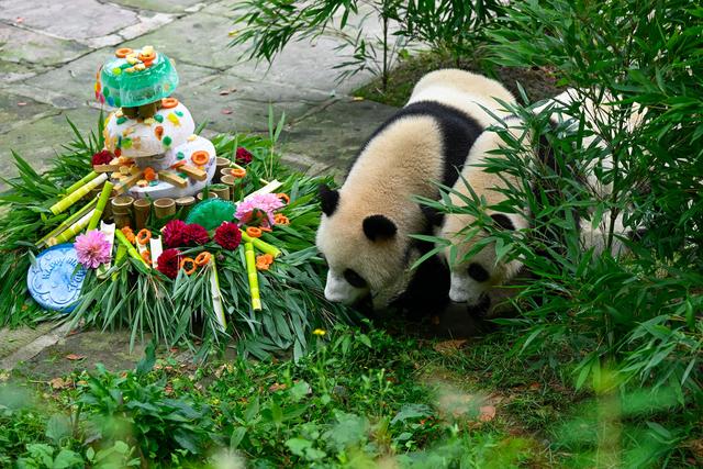 熊猫食物种类_熊猫食物