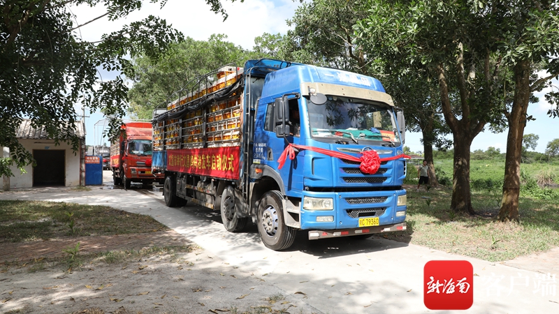 装运文昌鸡的车辆整装待发.记者 郑光平 摄